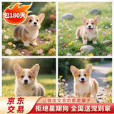 馨萌宣纯种柯基幼犬活体宠物狗狗双色三色小短腿威尔士柯基 宠物级 随机发货 公