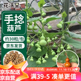 花沃里手捻葫芦种子30粒 花卉种子草籽家庭盆栽阳台办公庭院花坛种植