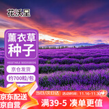 花沃里薰衣草种子1g约700粒花卉种子家庭盆栽种籽阳台/办公室/庭院草籽