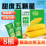 十月稻田 低GI水果甜玉米 8根 3.52斤 真空开袋即食 低脂早餐 粗粮礼盒