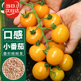 寿禾 黄色小番茄种子苗口感圆果西红柿蔬菜籽 潍育黄妍小番茄种子25粒
