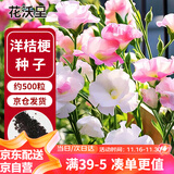 花沃里洋桔梗花种子500粒花卉种子家庭盆栽阳台庭院四季水果阳台盆栽