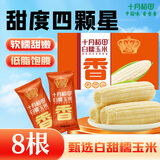 十月稻田 白甜糯玉米 8根 4.16斤 东北鲜黏玉米棒 低脂早餐苞米 杂粮礼盒 