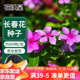 花沃里长春花种子约500粒 花卉种子盆栽阳台种菜土四季草籽阳台庭院田间