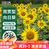 花沃里观赏向日葵花种子50粒/包 花卉种子家庭盆栽土阳台办公庭院种草籽