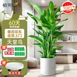 植男植女天堂鸟盆栽客厅室内好养大型落地真绿植办公室大叶植物源头直发