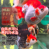云峰海瑞观赏金鱼 冷水鱼 观赏鱼耐活鱼 活体鱼 淡水鱼小金鱼活鱼锦鲤活鱼 【精品】鎏金7-9cm4条（随机）