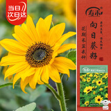 寿禾盆栽矮向日葵种子苗家庭种观赏花卉种籽 寿彩2号矮向日葵种子40粒
