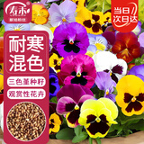 寿禾 三色堇种子苗蝴蝶花景观花卉籽 寿艺三色堇混色种子1g约850粒