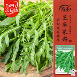 寿禾 芝麻菜种子种苗香浓家庭四季种植蔬菜种籽 潍丰尖叶芝麻菜种子8g