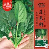 寿禾菠菜种子苗秋季蔬菜籽阳台家庭种植 红根圆叶菠菜种子25g约3000粒