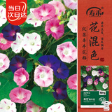 寿禾 牵牛花种子苗阳台爬藤盆栽花卉种籽 寿艺爬藤牵牛花种子约3000粒