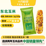 十月稻田 花甜糯玉米 1根 220g 早餐代餐 低脂杂粮