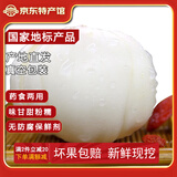 金城百合谷兰州百合甘肃特产生鲜百合新鲜现挖农家食用甜 炒菜炖汤滋润蔬菜 一斤16个四头装 （真空+保鲜箱）