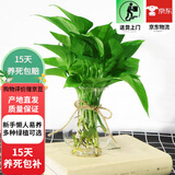 欧芽水培绿植物花卉室内绿植办公室盆栽 绿萝+塑料花瓶+麻绳 不含盆