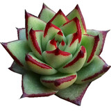 迎虞花苑 精品多肉植物办公室桃花源自由女神雪精灵迷你植物盆栽 黑檀汁乌木6厘米冠幅