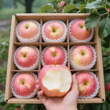 正宗新鲜苹果脆甜多汁水果整箱批发生鲜新鲜好吃当季应季生鲜特产 精品苹果【带箱3-3.5斤】