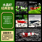 云峰海瑞黑壳虾清洁虾观赏虾活体淡水 鱼缸水族箱水草缸清洁除藻淡水宠物 水晶虾经典高端套餐（共12只）