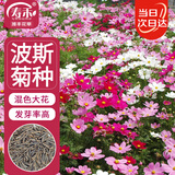 寿禾 格桑花种子苗波斯菊春季盆栽种籽 大花波斯菊混色种子100g(大袋)