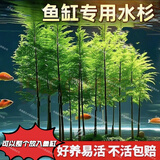 临雅鱼缸水培植物造景常青水杉树苗一木成景水草室内四季水养绿植盆栽 水培水杉20-30cm(易养/有水就活) 3棵