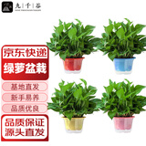 九千谷绿萝盆栽除甲醛客厅阳台绿植盆景植物花卉混色4盆装源头直发