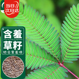 寿禾 含羞草种子种苗四季种植花草种籽 潍育含羞草种子200粒