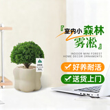 京云梦雾凇小盆栽北欧ins绿植办公室内除甲醛四季好养泡泡盆源头直发