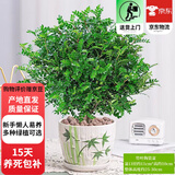 欧芽清香胡椒木植物办公室桌面绿植花卉 盆栽室内客厅 清香木盆景苗【竹叶陶瓷盆】 含盆