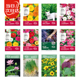 寿禾 花种子大全四季易活小麦草太阳花碗莲向日葵 12种花种子花草套餐