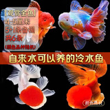 云峰海瑞观赏金鱼 冷水鱼 观赏鱼耐活鱼 活体鱼 淡水鱼小金鱼活鱼锦鲤活鱼 【观赏金鱼】4-5厘米5+1条备损 共6条（随机）