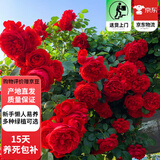 欧芽蔷薇花苗藤本月季花树特大庭院爬藤植物阳台花卉爬墙玫瑰耐寒盆栽 蒂娜(大花) 1.3-1.5米高度