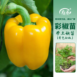 寿禾 彩椒苗灯笼椒青椒菜椒种苗方椒秋冬季蔬菜苗种苗寿光菜种苗 (黄甜椒）黄椒苗3棵