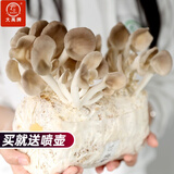 大禹蘑菇种植包玉米平菇芯菌包家庭种植香菇菌菇种子可食用菌包菌棒 秀珍菇蘑菇菌包蘑菇种植包1个约2斤