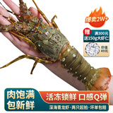 鲟好物 新鲜国产小青龙虾 大龙虾花龙虾 鲜活冷冻大虾生鲜虾类 海鲜水产 650-750g/只【家庭聚餐】