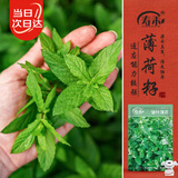 寿禾 食用薄荷种子可盆栽四季农家驱虫花草种籽 皱叶薄荷种子约1000粒