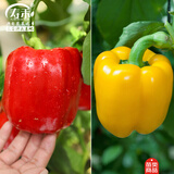 寿禾 彩椒苗灯笼椒种苗甜椒青椒菜椒方椒冬春季蔬菜苗种苗寿光菜种苗 红黄彩椒苗各3棵