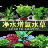 宠小侠水草植物鱼缸真草造景生态全套摆件养鱼增氧铺底阴性水培净化绿植 3杯随机红搭绿草【送种植环】