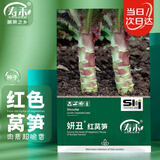 寿禾 红莴笋种子种苗红叶农家春季播蔬菜种籽 潍育妍丑红莴笋种子15g