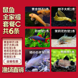 云峰海瑞清洁鱼活体热带鱼观赏鱼水族宠物工具鱼垃圾鱼老鼠鱼鱼缸除藻 鼠鱼全家福套餐C 共6条