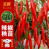 北蔬 辣椒苗带土发货秧苗寿光蔬菜苗活苗 美人椒苗6棵源头直发包邮