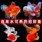 宠小侠精品金鱼观赏鱼鸿运当头金鱼活体鱼缸小鱼冷水鱼招财鱼兰寿丹顶红 混搭金鱼6条【包活5条】5-7cm