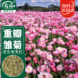 寿禾 雏菊种子苗四季种植菊花盆栽花草种籽 潍育寿彩雏菊种子2千粒