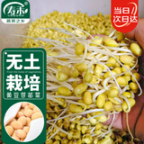 寿禾 黄豆芽苗菜种子种苗豆苗水培蔬菜种籽 潍育黄豆种子300g/袋 *2袋