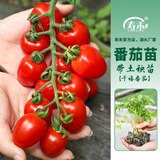 寿禾 圣女果种子小西红柿小番茄大全温室大棚秋冬四季种菜蔬菜寿光菜 千禧果苗 6棵