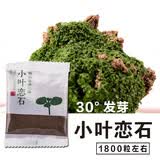 石光小站假山草种子上水石吸水石草籽盆景微景观盆栽植物易活专用草籽 小叶恋石草