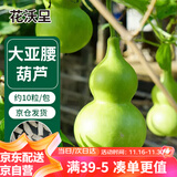 花沃里大亚腰葫芦种子10粒 花卉种子草籽家庭盆栽阳台办公庭院花坛种植