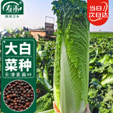 寿禾 青麻叶大白菜种子苗长筒形秋季蔬菜种籽 天津青麻叶种子10g*2袋