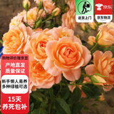 欧芽蔷薇花苗藤本月季花树特大庭院爬藤植物阳台花卉爬墙玫瑰耐寒盆栽 甜梦(小花) 1.3-1.5米高度