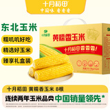 十月稻田 黄糯香玉米 3.52斤(220g*8根) 东北玉米棒 早餐 中秋礼盒 零食