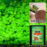 鱼缸水草种子生态玻璃瓶植物种籽孑水培阴性真草装饰造景套餐懒人 大对叶水草1万粒+营养液